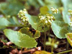 Dollarweed is a common issue in florida lawns and gardens. Dollarweed University Of Florida Institute Of Food And Agricultural Sciences