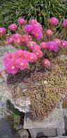 Image result for Lampranthus spp.