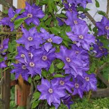 Check spelling or type a new query. Waldrebe Clematis The President Blau