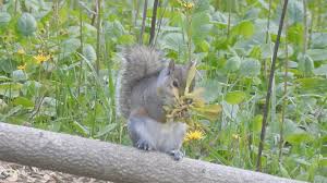 You can keep squirrels from eating the leaves of your plants by spraying them with The Squirrel And The Silver Maple A True Fable Humane Gardener