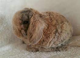 Lilac Harlequin Astrex Plush Lop