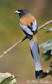 Black Bird With Long Tail India Pin Em For The Love Of Birds