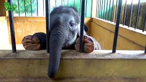 Black Desert Online Baby Elephant Quest Guide By Jc Exe