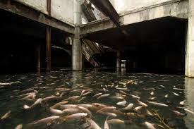 Petsmart is proud to be part of so many offer not valid on all or select products in the following categories: An Abandoned Shopping Mall Is Taken Over By Exotic Fish That Were Once Part Of The Aquatic Pet Store 9gag