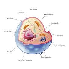 Maybe you would like to learn more about one of these? A Quick Guide To The Structure And Functions Of The Animal Cell Biology Wise