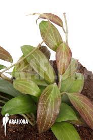The venation intensifies with these stunning colors. Araflora Exotic Flora More Hoya Merrillii Long Leaf L
