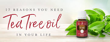 Let's take a look at some of the more common. Everyday Ways To Use Tea Tree Oil Young Living Essential Oils