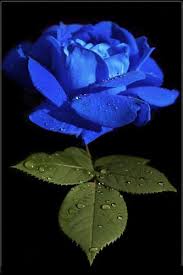 Water every single one and then time travel a day forward. Fresh Blue Rose Indian Rose à¤— à¤² à¤¬ à¤• à¤« à¤² In Vadodara Ahetvi Flowrest Id 6824364030