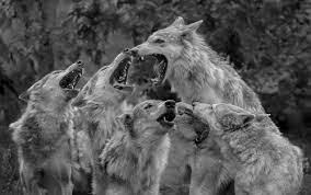 Latest Additions Mexican Gray Wolf Wolf Wolf Rescue