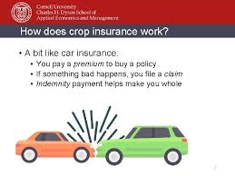 How does crop insurance work? Crop Insurance Options For Beginning Diversified Farmers Aganalytics