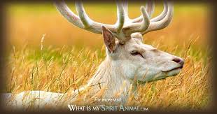 Printable coloring and activity pages are one way to keep the kids happy (or at least occupie. White Stag Symbolism Meaning Spirit Totem Power Animal