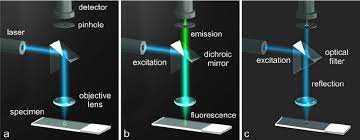 Representations Of Confocal Laser Scanning Microscopy To Visualize Download Scientific Diagram