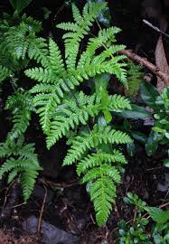 Image result for Aleuritopteris