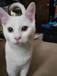 Mahm, your obsession with me is not cute” Domino Seven (Dec/13/2009) West  Highland White Terrier Born & raised in beautiful Puerto Rico🇵🇷 Now  living in Kansas City, MO Will never get used