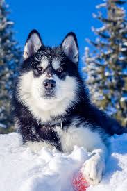 March 25, 2019 by jennifer kostuch leave a comment. Alaska State Dog Alaskan Malamute