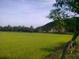 Gambar sunset kering dengan tanah merekah. Lukisan Pemandangan Sawah Padi Di Kampung Cikimm Com