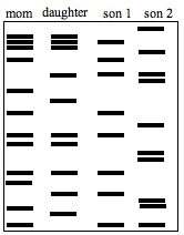 In addition to adopted children finding their birth parents or settling paternity suits, dna fingerprinting has been used to establish a relationship in. Http Ndinbre Med Und Edu Biotech Files Dna 20fingerprinting 20worksheet2 Pdf