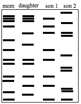 And truly a fascinating subject for the genetic genealogist to study. Http Ndinbre Med Und Edu Biotech Files Dna 20fingerprinting 20worksheet2 Pdf