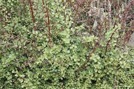 Image result for Grewia afra