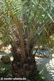 The pindo fruit, or pindo dates, resemble palm dates. Butia Capitata Pindo Palm Jelly Palm Seeds