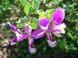Image result for Polygala marensis