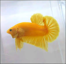 Ikan cupang giant yellow base galax. 670 Ide Yellow Base Ikan Cupang Ikan Ikan Eksotis