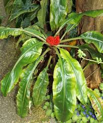 Image result for Palisota