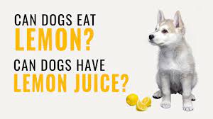 Can Dogs Eat Lemons Are Lemons Beneficial For Them 2021 Pet Guide