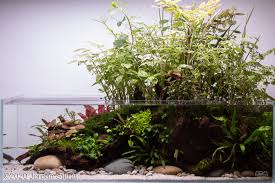 Image result for Cyperus rigidifolius