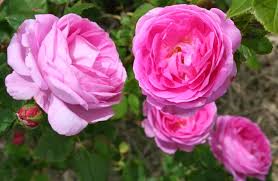 Louise odier is a hardy rose bush which will grow in full to partial sun in u.s. Garden Musings Lovely Louise