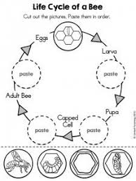 Animal Life Cycle Worksheet For Kids Crafts And Worksheets For Preschool Toddler And Kindergarten Bee Life Cycle Bee Activities Animal Life Cycles