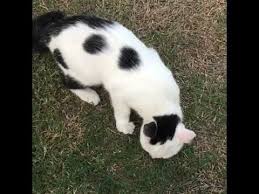 Kedi Yuruyusu