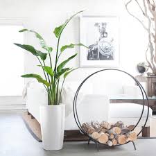 White Bird Of Paradise Houseplant Bird Of Paradise Plant Rondo White Birds Of Paradise Plant Large Indoor Plants Floor Plants