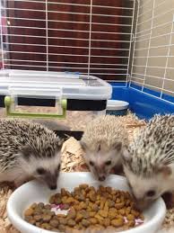 Well, if you live in one of the states that allow pet raccoons, that dream could be a reality. 10 Reasons Why Hedgehogs Make The Best College Pets Cutest Animals On Earth Pets Cute Little Animals