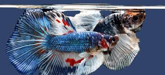 This guide will help you identify betta fish types by betta tail types. Male Vs Female Betta Differences And Determining Gender