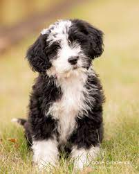 Happiness Is A Warm Puppy Charles Schulzsophie The Black And White Puppy Is A Portuguese Water Dog W Water Dog Portuguese Water Dog Portugese Water Dogs