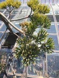Check spelling or type a new query. 38 Foot Tall Agave Plant Begins Death Blossom At Garfield Park Conservatory After More Than 50 Years
