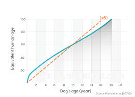 How To Estimate Your Dogs Age In 5 Proven Ways