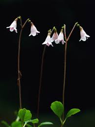 Bildresultat för linnea blomma