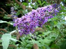 De vlinderstruik bloeit in de zomer en trekt dan vele vlinders. Snoeien Buddleja Vlinderstruik Herfstsering