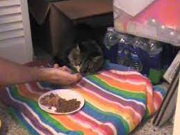 Take 1/4 cup of chicken broth and 1/2 teaspoon of powdered brewer's yeast and combine. How To Make A Cat Eat And Drink When It Is Sick Youtube