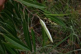 Image result for Ozoroa nitida