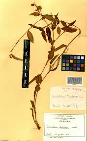 Image result for Commelina bracteosa