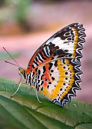 Pin On Beautiful Butterflies