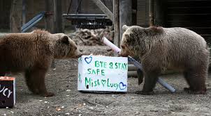 I look forward to spending more time in the field with the bear instinct. Bear Cubs Treated To Farewell Party Before Heading To Forever Home Evening Standard
