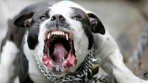 Bất ngờ chó pitbull đứng cạnh đó nhào tới tấn công người thanh niên, quật ngã nạn nhân xuống nền gạch và cắn xé nhiều nơi trên cơ thể. Umvg01ggjyionm