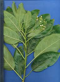 Image result for Hilsenbergia