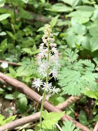 Its flowers are placed on spikes, white in colour with a feathery texture. Foam Flower Foam Flowers Wild Flowers Plants