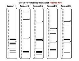 Conversely, if the two dna profiles do not match, then the evidence cannot have come from the suspect. Dna Fingerprinting Worksheet Key Promotiontablecovers