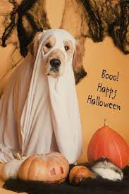 Boo Happy Howl O Ween Halloween Animals Dog Halloween Golden Retriever Costume